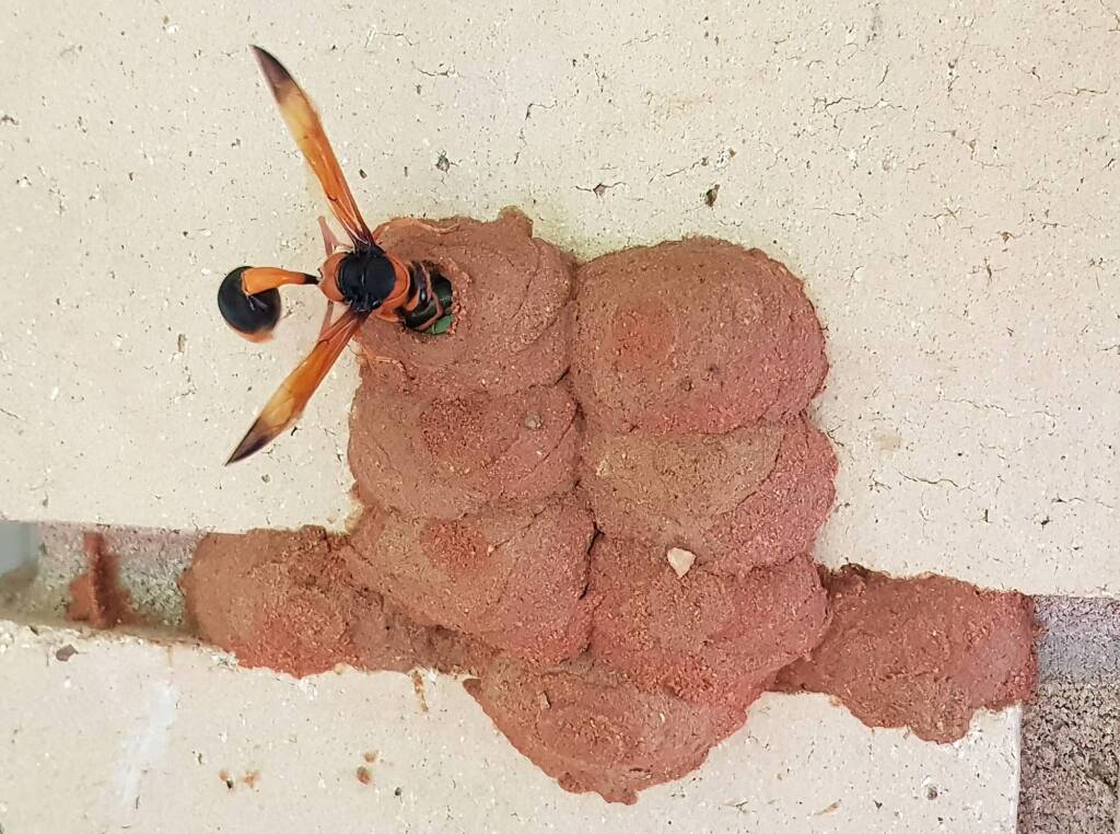 Orange-tailed Potter Wasp (Delta latreillei) filling cell with caterpillars in mud nest, Alice Springs NT