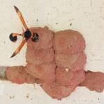 Orange-tailed Potter Wasp (Delta latreillei) filling cell with caterpillars in mud nest, Alice Springs NT