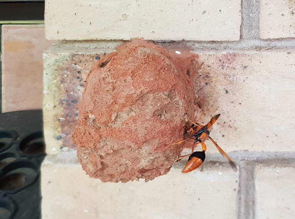Orange-tailed Potter Wasp (Delta latreillei) recycling mud from old mud nest to seal new mud cell, Alice Springs NT