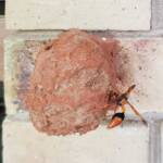 Orange-tailed Potter Wasp (Delta latreillei) recycling mud from old mud nest to seal new mud cell, Alice Springs NT