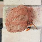 Orange-tailed Potter Wasp (Delta latreillei) recycling mud from old mud nest to seal new mud cell, Alice Springs NT