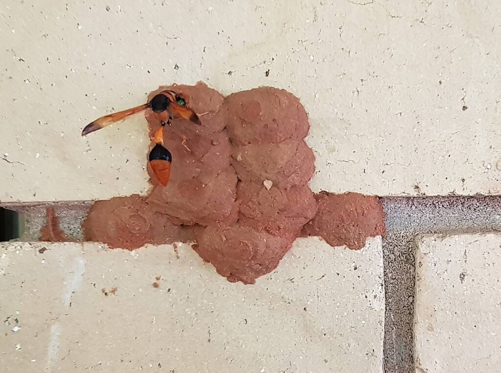 Orange-tailed Potter Wasp (Delta latreillei) sealing cell with caterpillars and its larva, Alice Springs NT