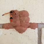 Orange-tailed Potter Wasp (Delta latreillei) sealing cell with caterpillars and its larva, Alice Springs NT