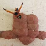 Orange-tailed Potter Wasp (Delta latreillei) sealing cell with caterpillars and its larva, Alice Springs NT
