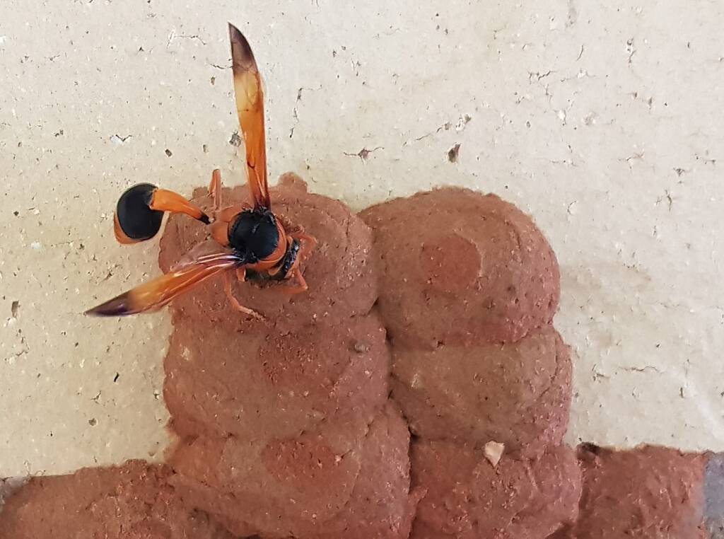 Orange-tailed Potter Wasp (Delta latreillei) sealing cell with caterpillars and its larva, Alice Springs NT