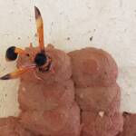 Orange-tailed Potter Wasp (Delta latreillei) sealing cell with caterpillars and its larva, Alice Springs NT