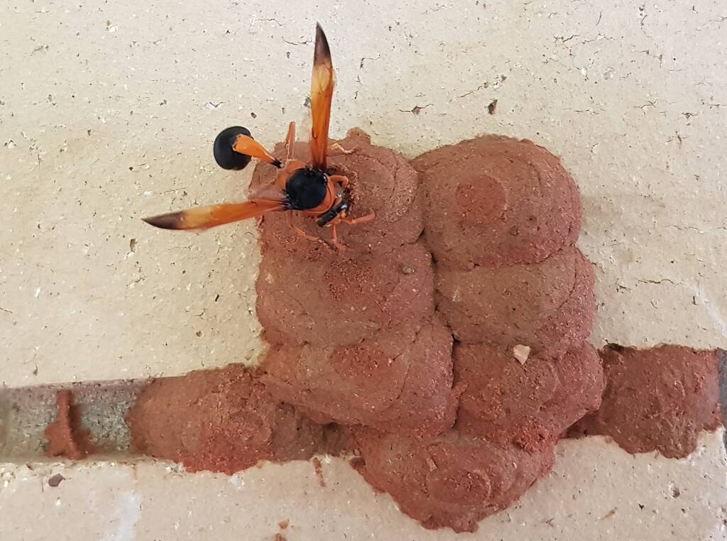 Orange-tailed Potter Wasp (Delta latreillei) sealing cell with caterpillars and its larva, Alice Springs NT