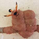 Orange-tailed Potter Wasp (Delta latreillei) sealing cell with caterpillars and its larva, Alice Springs NT
