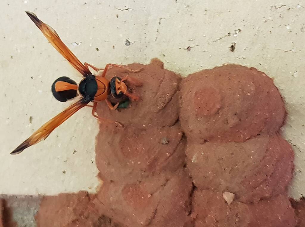 Orange-tailed Potter Wasp (Delta latreillei) sealing cell with caterpillars and its larva, Alice Springs NT