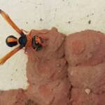 Orange-tailed Potter Wasp (Delta latreillei) sealing cell with caterpillars and its larva, Alice Springs NT