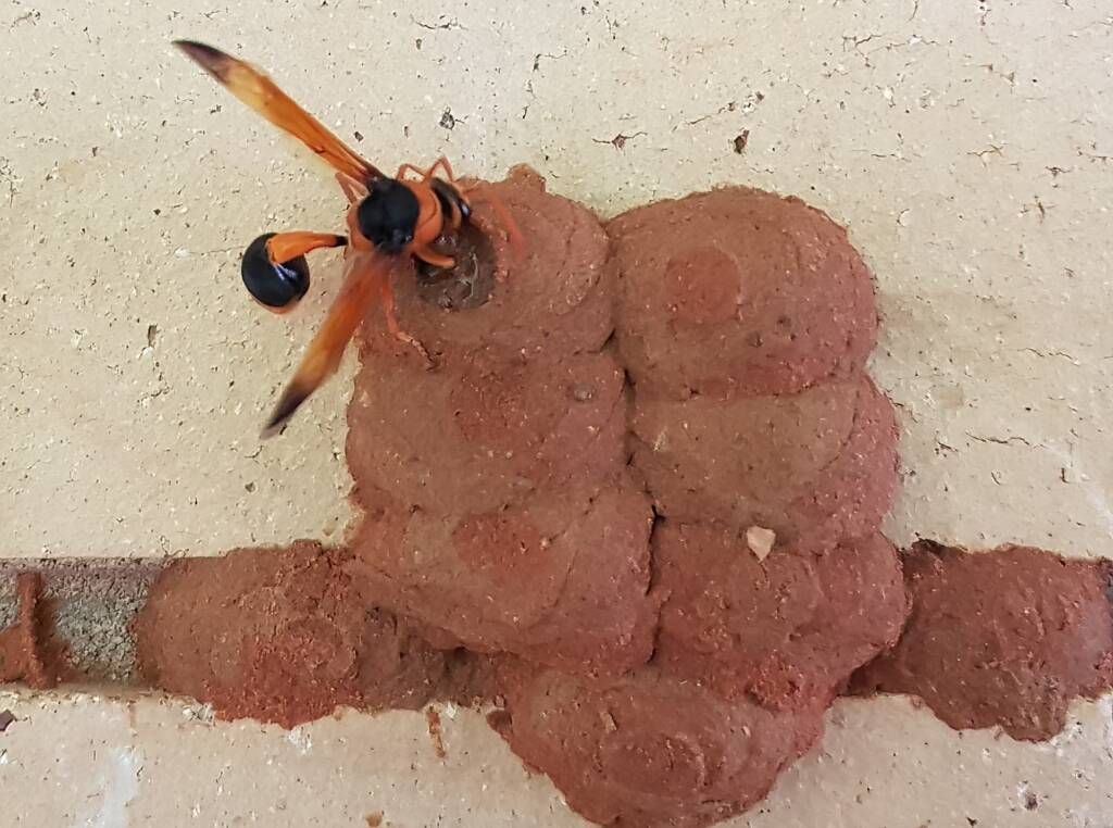 Orange-tailed Potter Wasp (Delta latreillei) sealing cell with caterpillars and its larva, Alice Springs NT