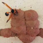 Orange-tailed Potter Wasp (Delta latreillei) sealing cell with caterpillars and its larva, Alice Springs NT