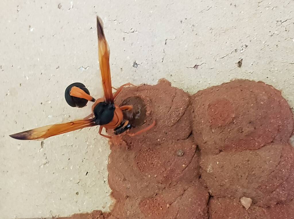 Orange-tailed Potter Wasp (Delta latreillei) sealing cell with caterpillars and its larva, Alice Springs NT
