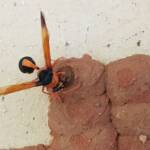 Orange-tailed Potter Wasp (Delta latreillei) sealing cell with caterpillars and its larva, Alice Springs NT