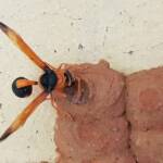 Orange-tailed Potter Wasp (Delta latreillei) sealing cell with caterpillars and its larva, Alice Springs NT