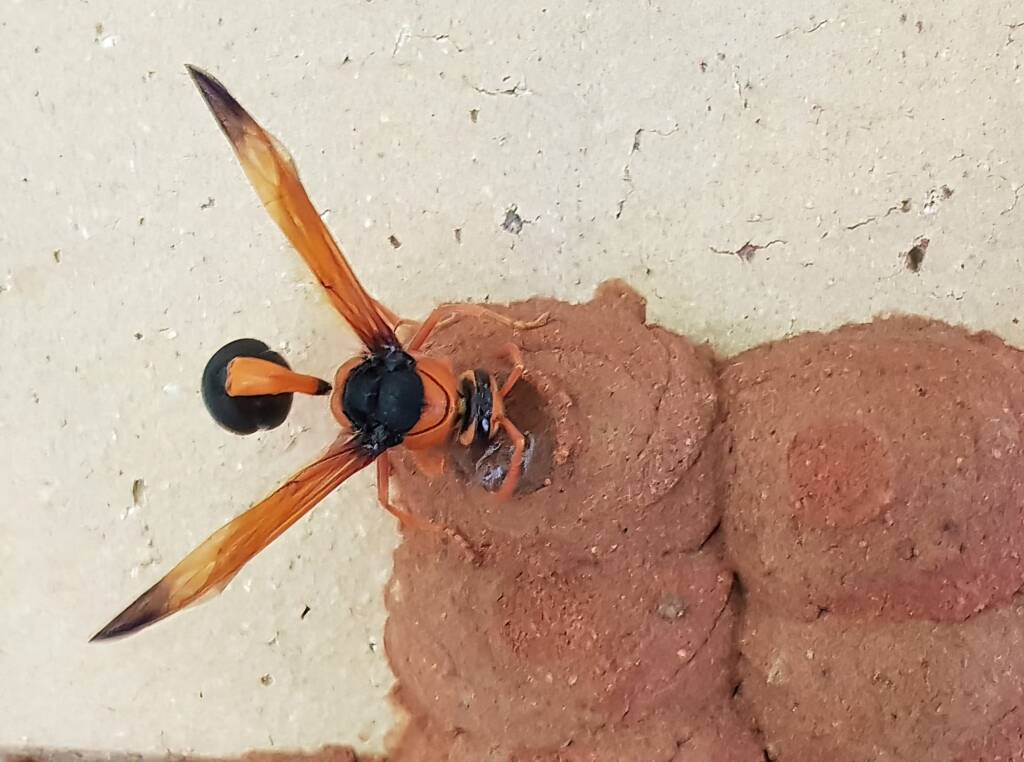 Orange-tailed Potter Wasp (Delta latreillei) sealing cell with caterpillars and its larva, Alice Springs NT