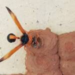 Orange-tailed Potter Wasp (Delta latreillei) sealing cell with caterpillars and its larva, Alice Springs NT