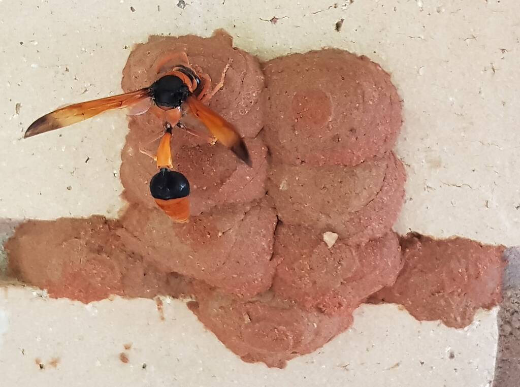 Orange-tailed Potter Wasp (Delta latreillei) sealing cell with caterpillars and its larva, Alice Springs NT