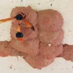 Orange-tailed Potter Wasp (Delta latreillei) sealing cell with caterpillars and its larva, Alice Springs NT
