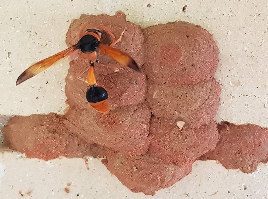 Orange-tailed Potter Wasp (Delta latreillei) sealing cell with caterpillars and its larva, Alice Springs NT