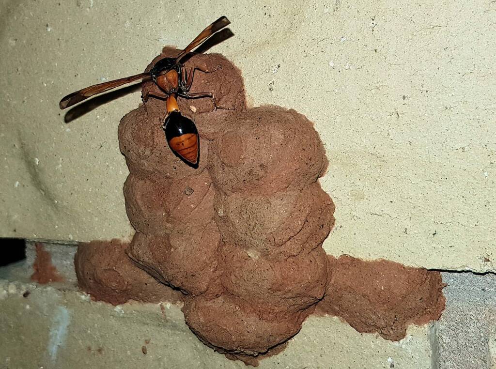 Orange-tailed Potter Wasp (Delta latreillei) filling cells with caterpillars, Alice Springs NT