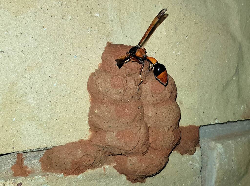 Orange-tailed Potter Wasp (Delta latreillei) filling cells with caterpillars, Alice Springs NT