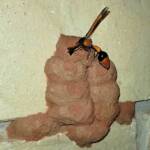 Orange-tailed Potter Wasp (Delta latreillei) filling cells with caterpillars, Alice Springs NT