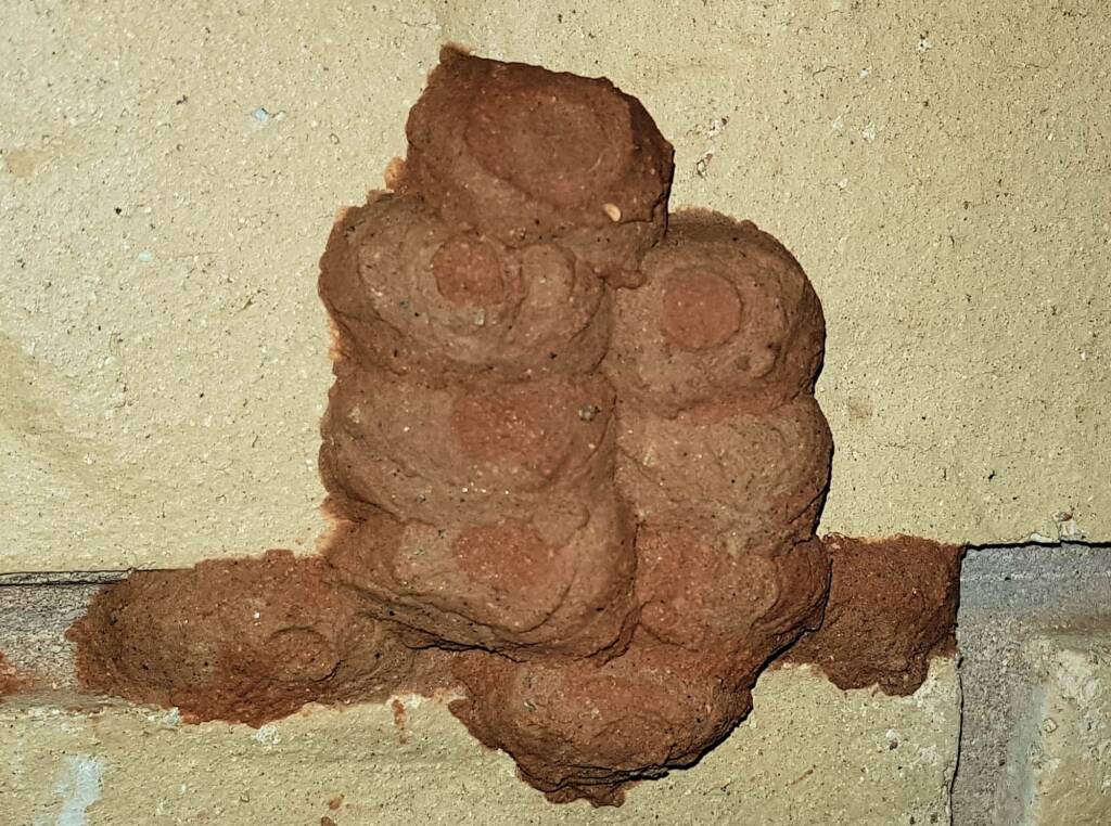 Sealed 10th cell of the Orange-tailed Potter Wasp (Delta latreillei), Alice Springs NT