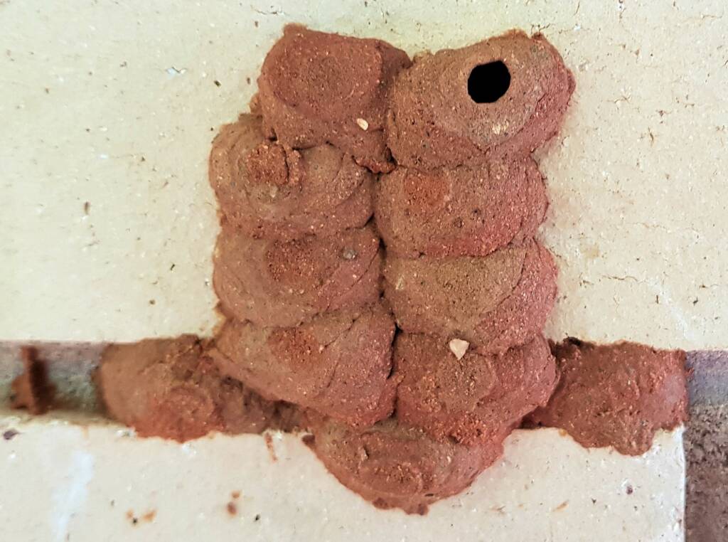 11th cell in the mud nest of the Orange-tailed Potter Wasp (Delta latreillei), Alice Springs NT