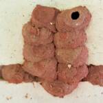 11th cell in the mud nest of the Orange-tailed Potter Wasp (Delta latreillei), Alice Springs NT