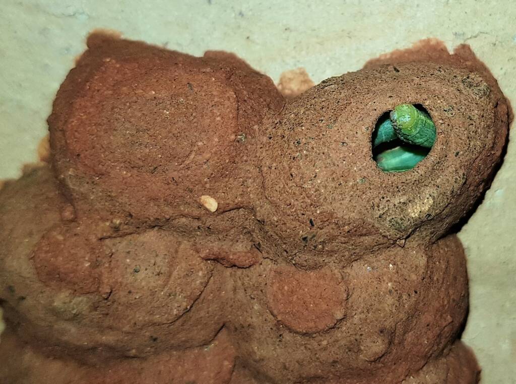 Caterpillars packed in the 11th cell in the mud nest of the Orange-tailed Potter Wasp (Delta latreillei), Alice Springs NT