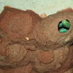 Caterpillars packed in the 11th cell in the mud nest of the Orange-tailed Potter Wasp (Delta latreillei), Alice Springs NT