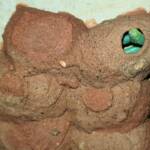 Caterpillars packed in the 11th cell in the mud nest of the Orange-tailed Potter Wasp (Delta latreillei), Alice Springs NT