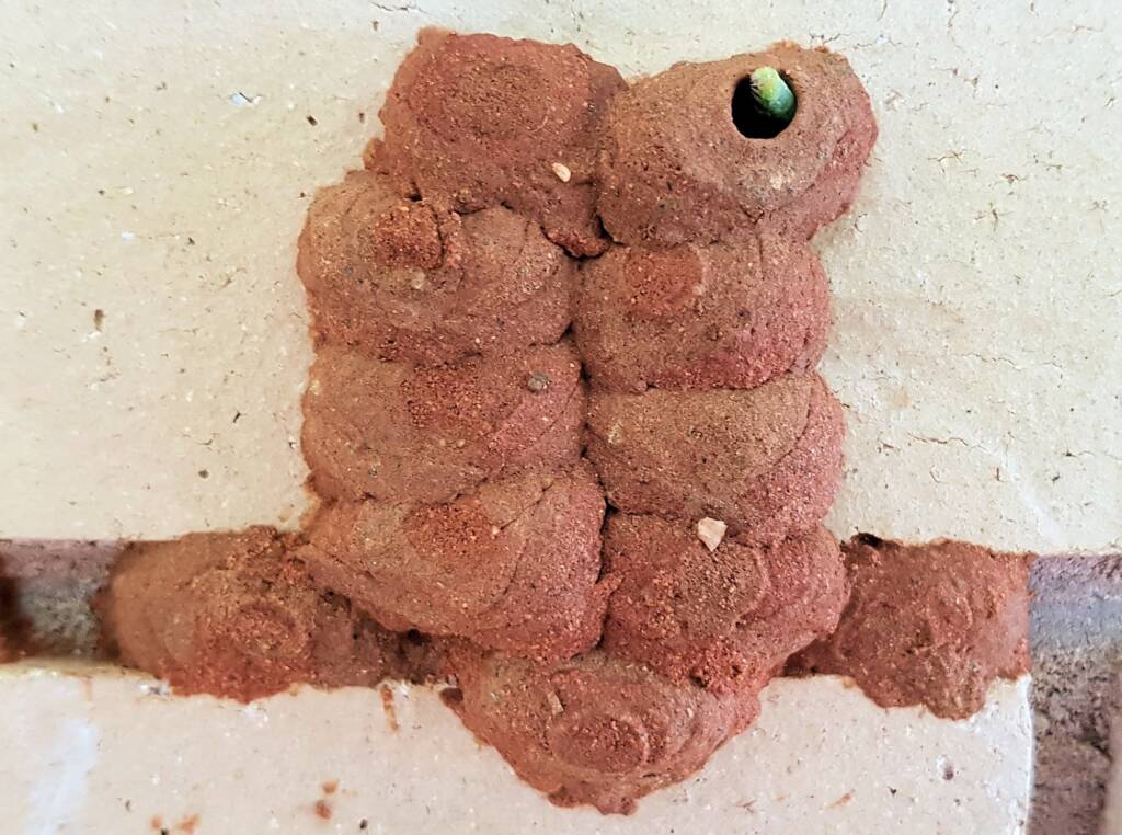 11th cell in the mud nest of the Orange-tailed Potter Wasp (Delta latreillei), Alice Springs NT