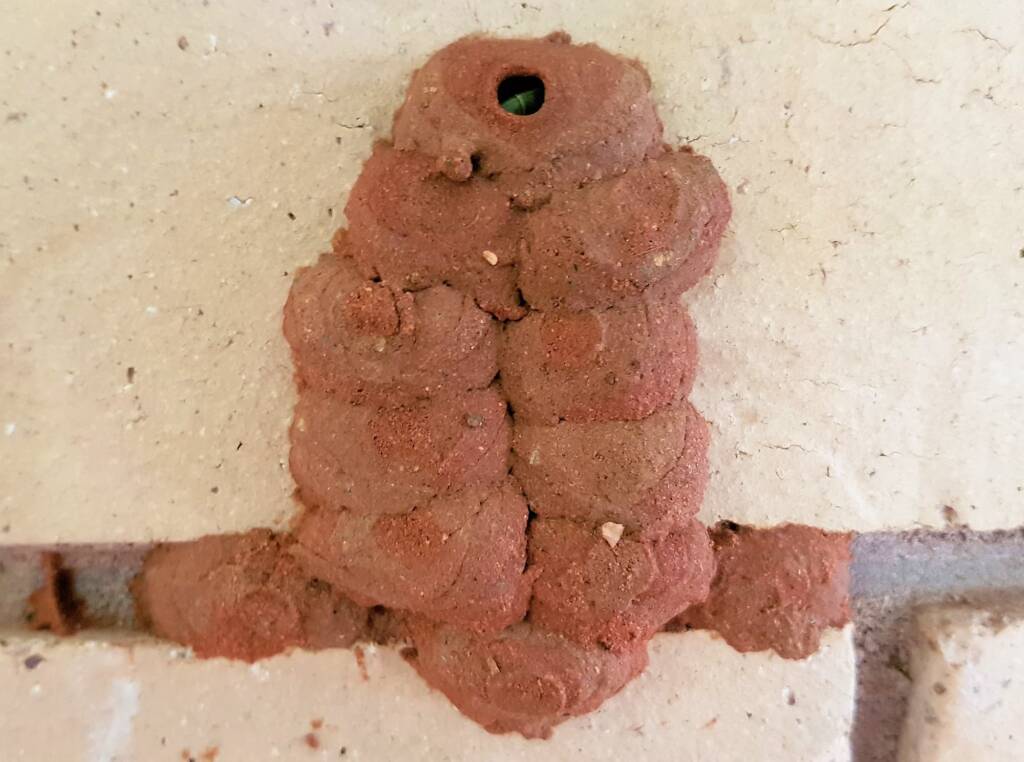 12th cell of the Orange-tailed Potter Wasp (Delta latreillei), Alice Springs NT