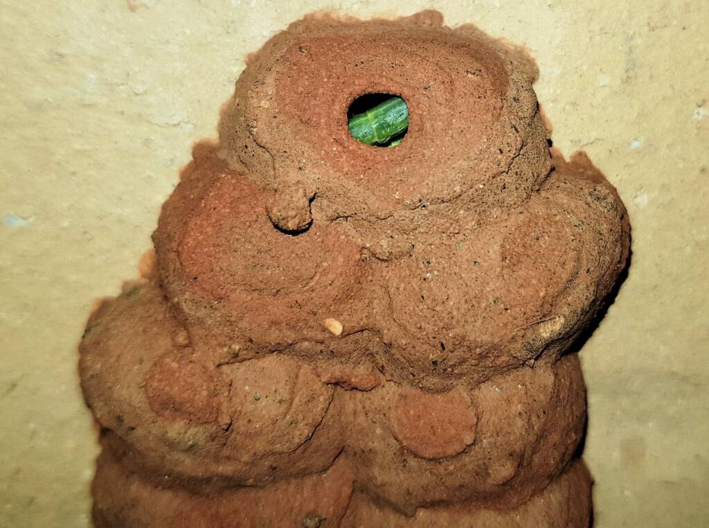 Caterpillars packed into the 12th cell of the Orange-tailed Potter Wasp (Delta latreillei), Alice Springs NT
