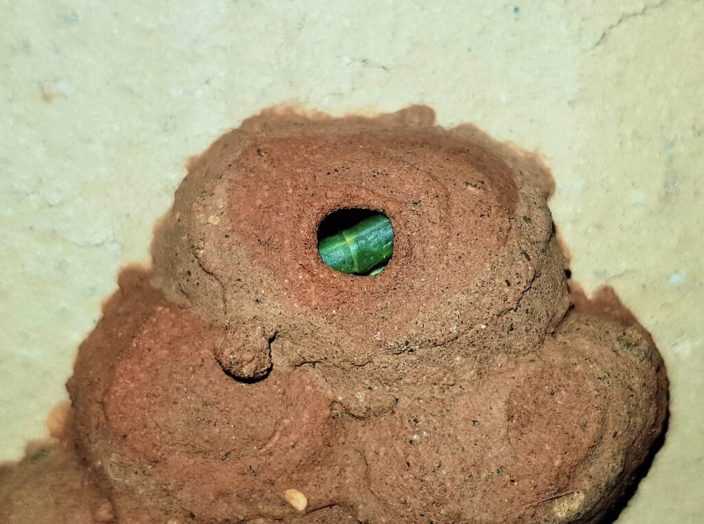 Caterpillars packed into the 12th cell of the Orange-tailed Potter Wasp (Delta latreillei), Alice Springs NT