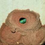 Caterpillars packed into the 12th cell of the Orange-tailed Potter Wasp (Delta latreillei), Alice Springs NT