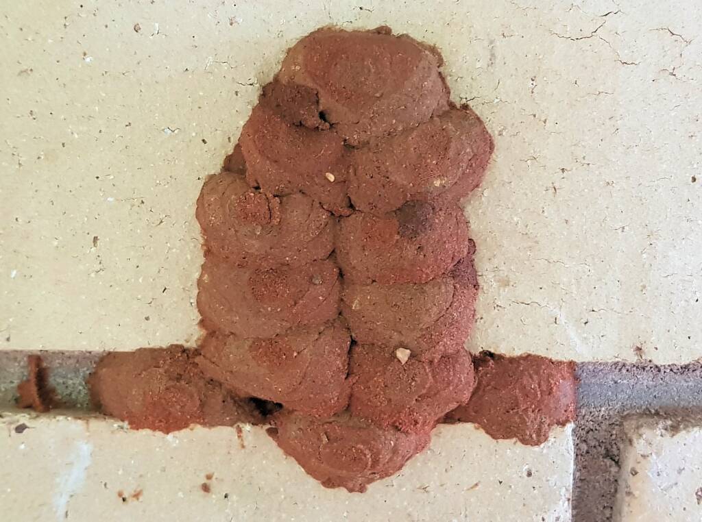 Sealed 12th cell of the Orange-tailed Potter Wasp (Delta latreillei) mud nest, Alice Springs NT
