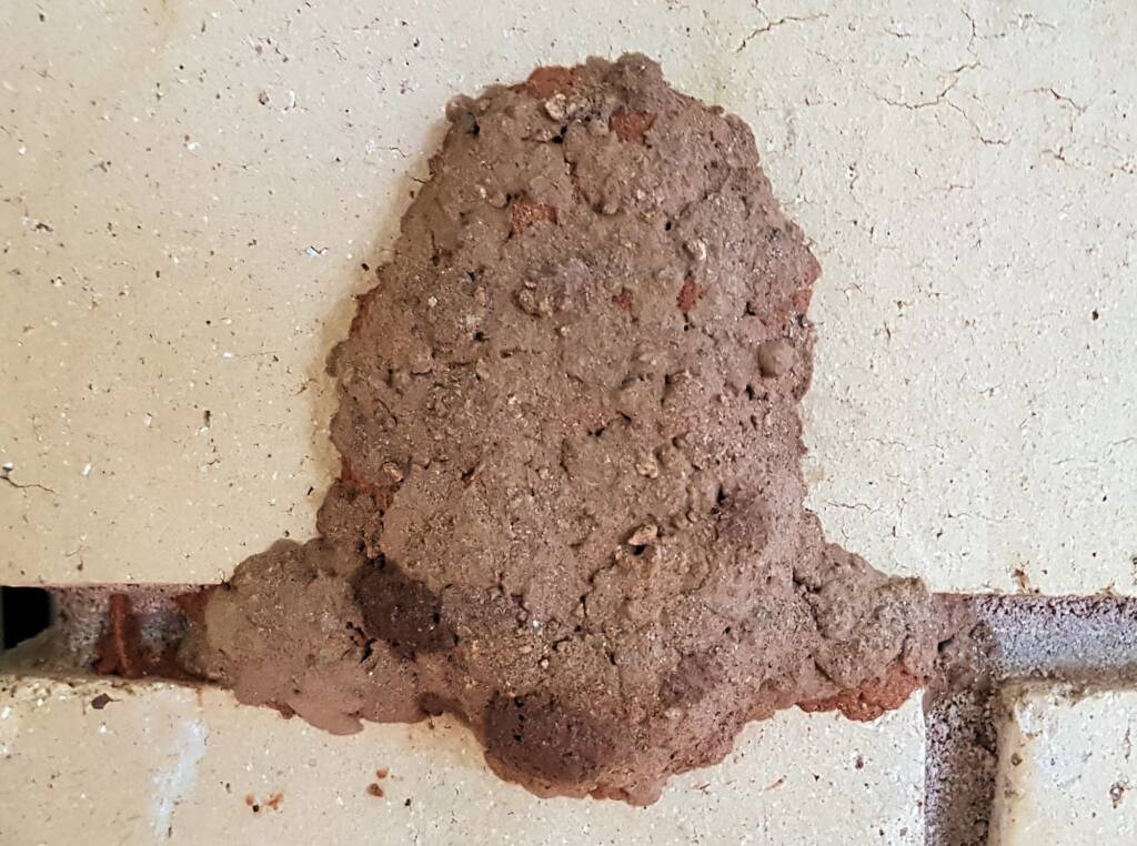 The rendered wall of the Orange-tailed Potter Wasp (Delta latreillei) mud nest, Alice Springs NT