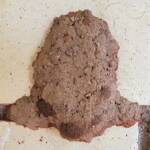 The rendered wall of the Orange-tailed Potter Wasp (Delta latreillei) mud nest, Alice Springs NT