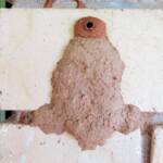13th cell of the Orange-tailed Potter Wasp (Delta latreillei) mud nest, Alice Springs NT