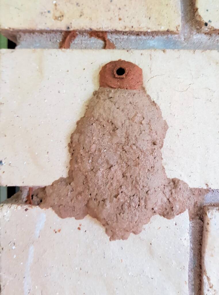 13th cell of the Orange-tailed Potter Wasp (Delta latreillei) mud nest, Alice Springs NT