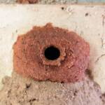 13th cell of the Orange-tailed Potter Wasp (Delta latreillei) mud nest, Alice Springs NT