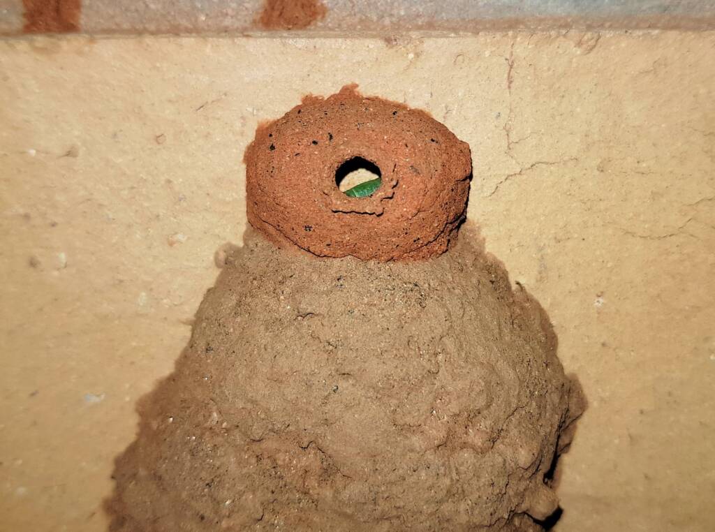 Stocking the 13th cell of the Orange-tailed Potter Wasp (Delta latreillei) mud nest, Alice Springs NT