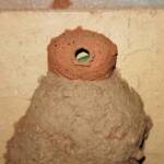 Stocking the 13th cell of the Orange-tailed Potter Wasp (Delta latreillei) mud nest, Alice Springs NT
