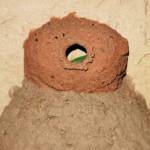 Stocking the 13th cell of the Orange-tailed Potter Wasp (Delta latreillei) mud nest, Alice Springs NT