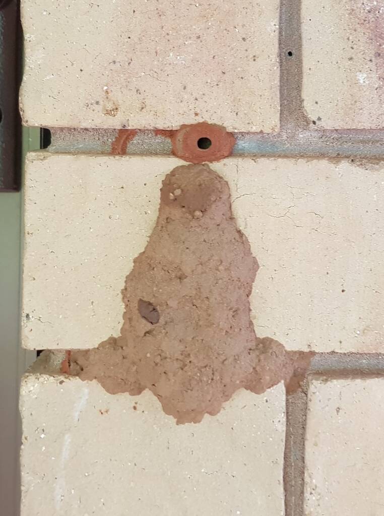 14th cell of the Orange-tailed Potter Wasp (Delta latreillei) mud nest, Alice Springs NT