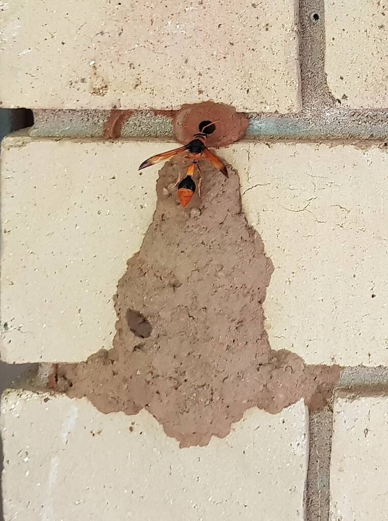 Orange-tailed Potter Wasp (Delta latreillei) at the 14th cell of the mud nest, Alice Springs NT