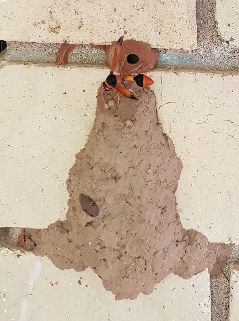Orange-tailed Potter Wasp (Delta latreillei) at the 14th cell of the mud nest, Alice Springs NT